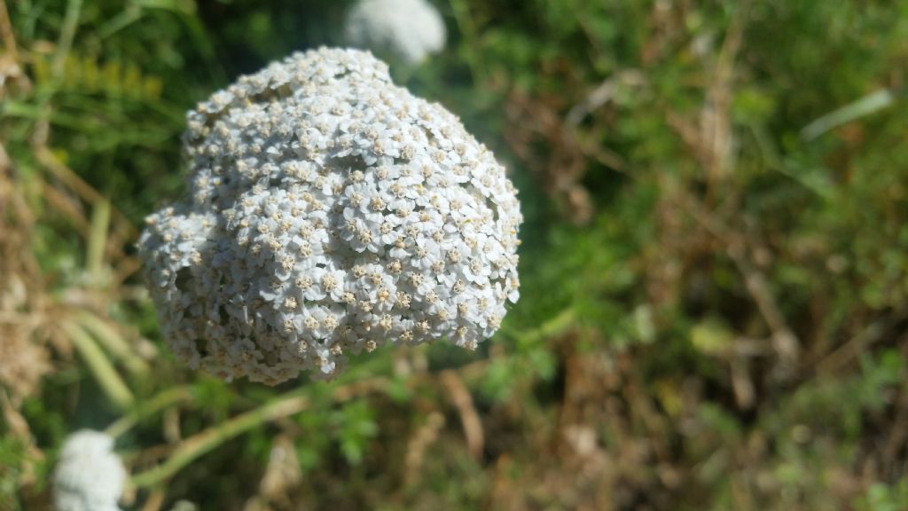Cos''� 6? Achillea sp.